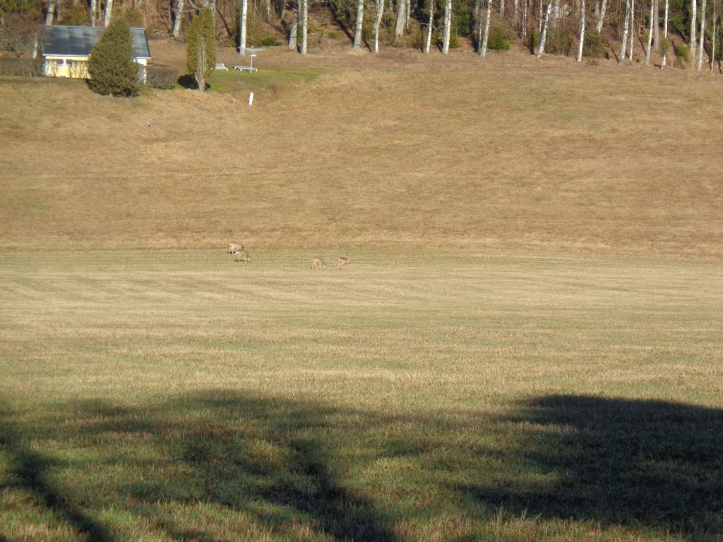 0 deer